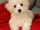 chiot bichon maltais mâle a donner 