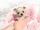 chiot chihuahua femelle a donner 