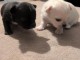 chiot chihuahua femelle a donner 