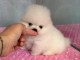 Magnifique chiot spitz allemand 