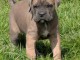 chiot Cane Corso lof mâle 