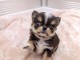 chiot chihuahua a donner 