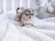 chiot type chihuahua femelle a adopté 