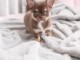 chiot chihuahua disponible de suite 