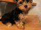chiot Yorkshire femelle a donner 