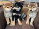 chiot Shiba inu a donner 