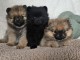 Chiot spitz allemand disponible pour saillie 
