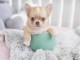 Chiot chihuahua disponible 