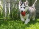 Je donne chiot husky sibérien 