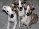 Chiots Whippet à donner 