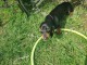 chiot teckel a donner 