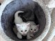 chaton disponible à adopter 