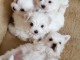 chiot bichon maltais mâle a donner 