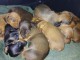 Adoption chiot teckel disponible 