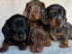 Dons chiot Teckels nain 