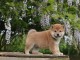 chiot Shiba inu a donner femelle 