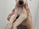 Chiot Petit Levrier Italien à vendre