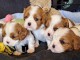 Adoption chiot cavalier king charle 
