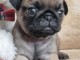 chiot carlin à donner femelle disponible 