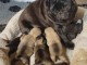 Portée chiot carlin disponible 