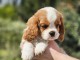 Chiot cavalier king charle disponible 
