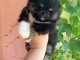 chiot spitz nain Poméranie noir pour adoption 