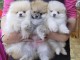 adorable chiot spitz allemand race pure 