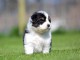 chiot berger australien lof mâle et femelle 
