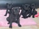 chiot type staffie à donner 