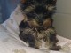Femelle chiot Yorkshire a donner 
