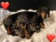 Annonce des chiots teckel à adopter 
