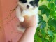 chiot spitz nain Poméranie a donner 