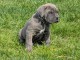 chiot Cane Corso a donner 