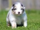 chiot berger australien mâle a donner 