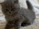 Chatons British Shorthair et Longhair mâle a donner 