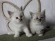 chaton sacré brimanie a donner disponible 