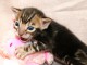 Chaton Bengal mâle a donner 