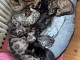 Bengal à adopter déjà disponible 