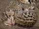 Annonce des chatons Bengal disponible 