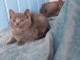 chaton chartreux mâle et femelle adorable 
