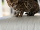 chaton Bengal a donner 