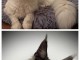 Chaton Maine coon à donner 