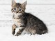 À donner chatons main coon disponible 