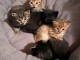 Bengal disponible pour adoption 