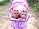 Adoption singe capucin disponible 