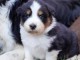chiot berger australien lof mâle a donner 