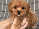 Chiot disponible Mp lof 