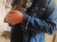 Chaton chartreux a donner 