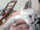 Chaton ragdoll femelle a donner 