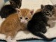 chaton Maine coon adorable 